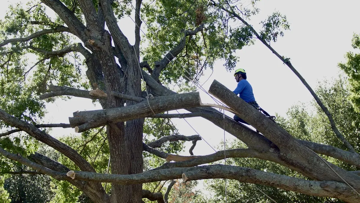 Professional Crown Thinning performed by certified arborists in Mount Hope